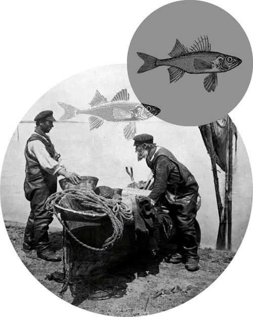 Задонские бирючки