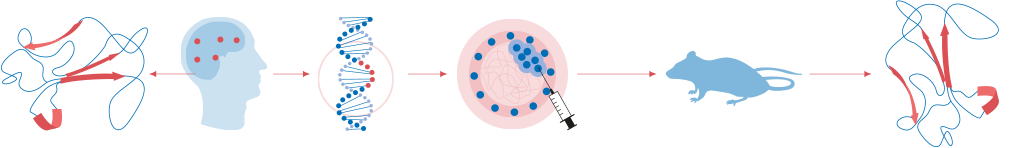 рис. 1 Мышь и человек