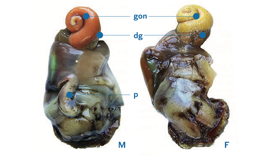 Рис. 02 Мягкое тело рапаны 