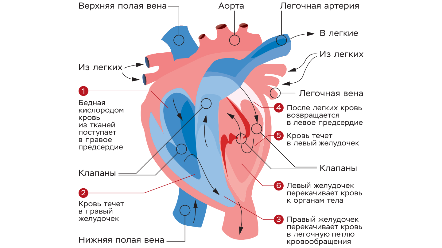 Три основных типа протезов сердечных клапанов