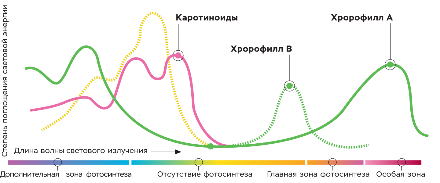 Схема фотосинтеза растений, с помощью которой специалисты «Новбиотеха» определяли оптимальные параметры обработки растений лазером 