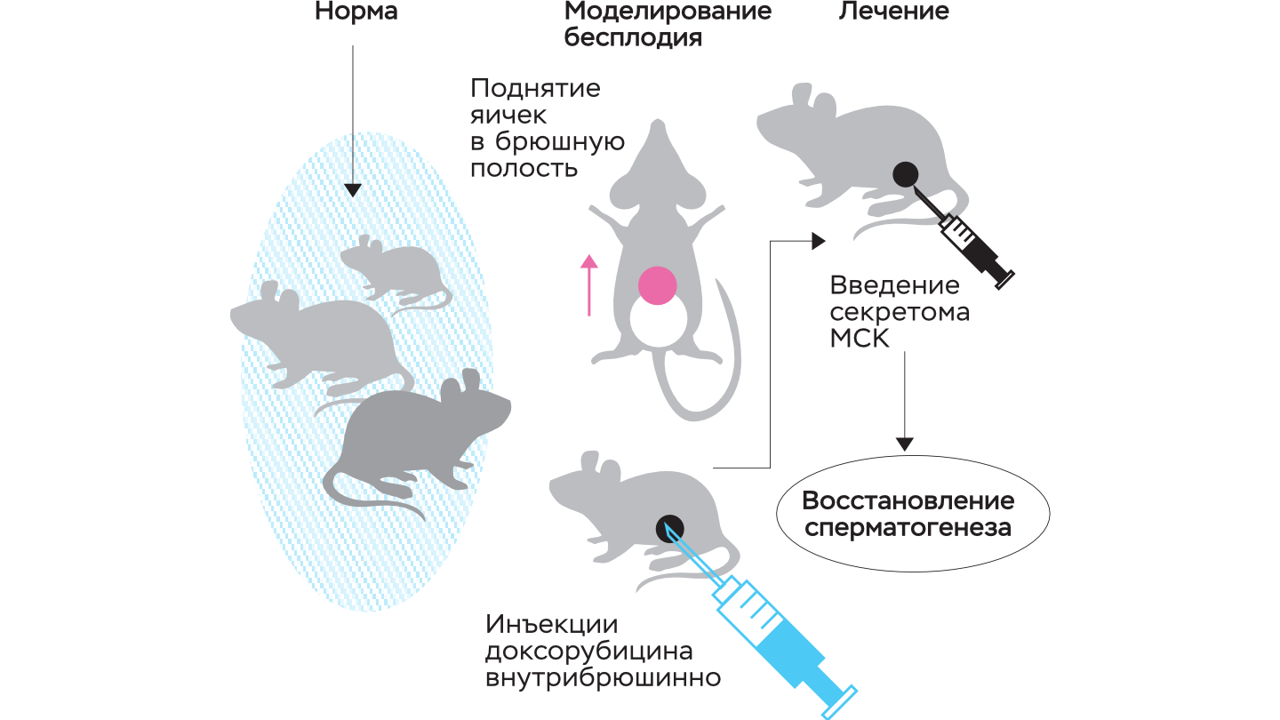 Схема моделирования нарушений сперматогенеза: крипторхизм и повреждение доксорубицином. При повреждении количество сперматозоидов и их подвижность снижается. Локальная инъекция препарата на основе секретома МСК под оболочку яичка приводит к восстановлению сперматогенеза и увеличению количества сперматозоидов