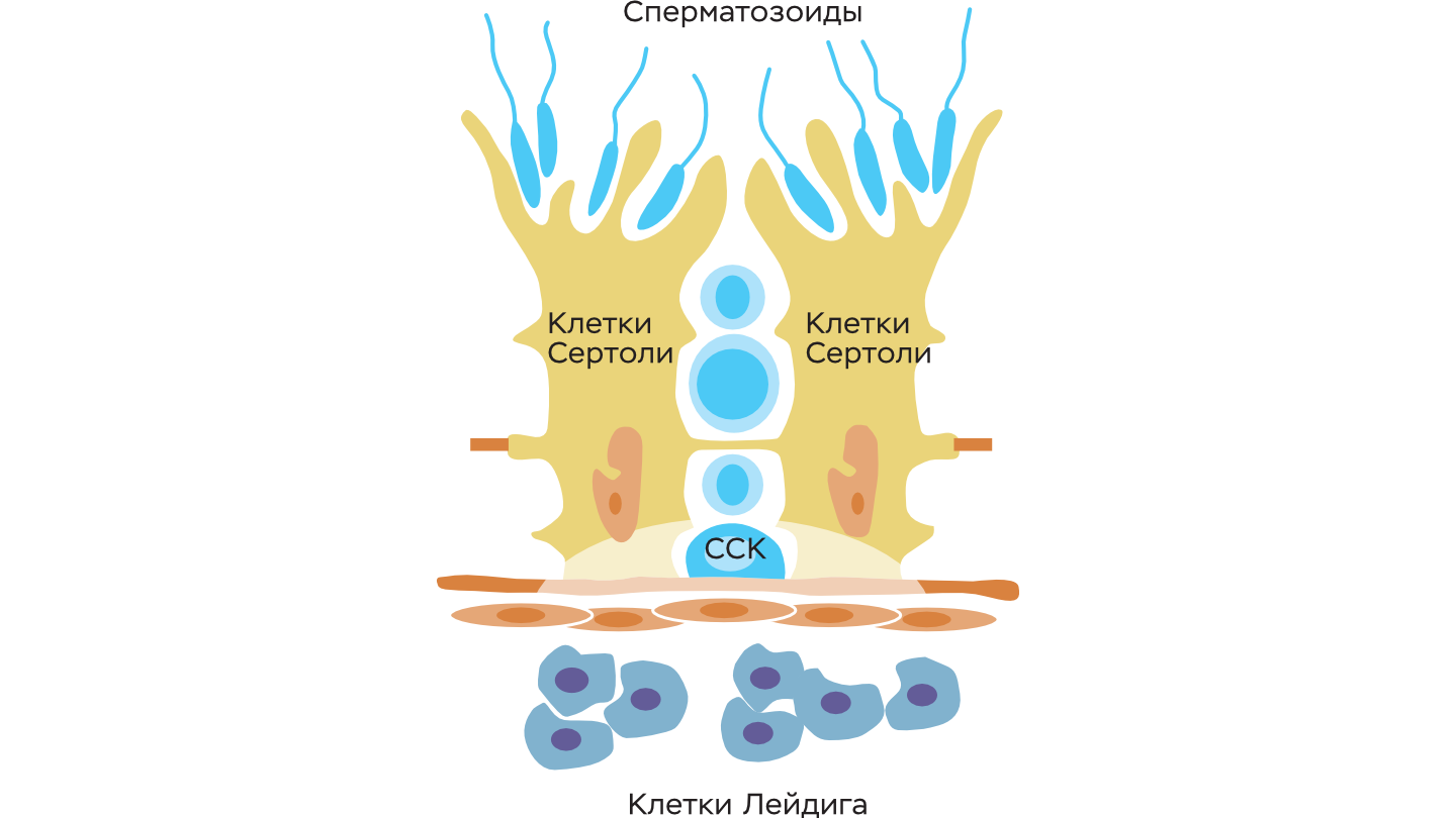 Строение ниши сперматогониальной стволовой клетки. Сперматогониальные стволовые клетки (ССК) и клетки Сертоли располагаются в тандеме внутри семенного канальца. Клетки Лейдига находятся во внешнем пространстве между канальцами