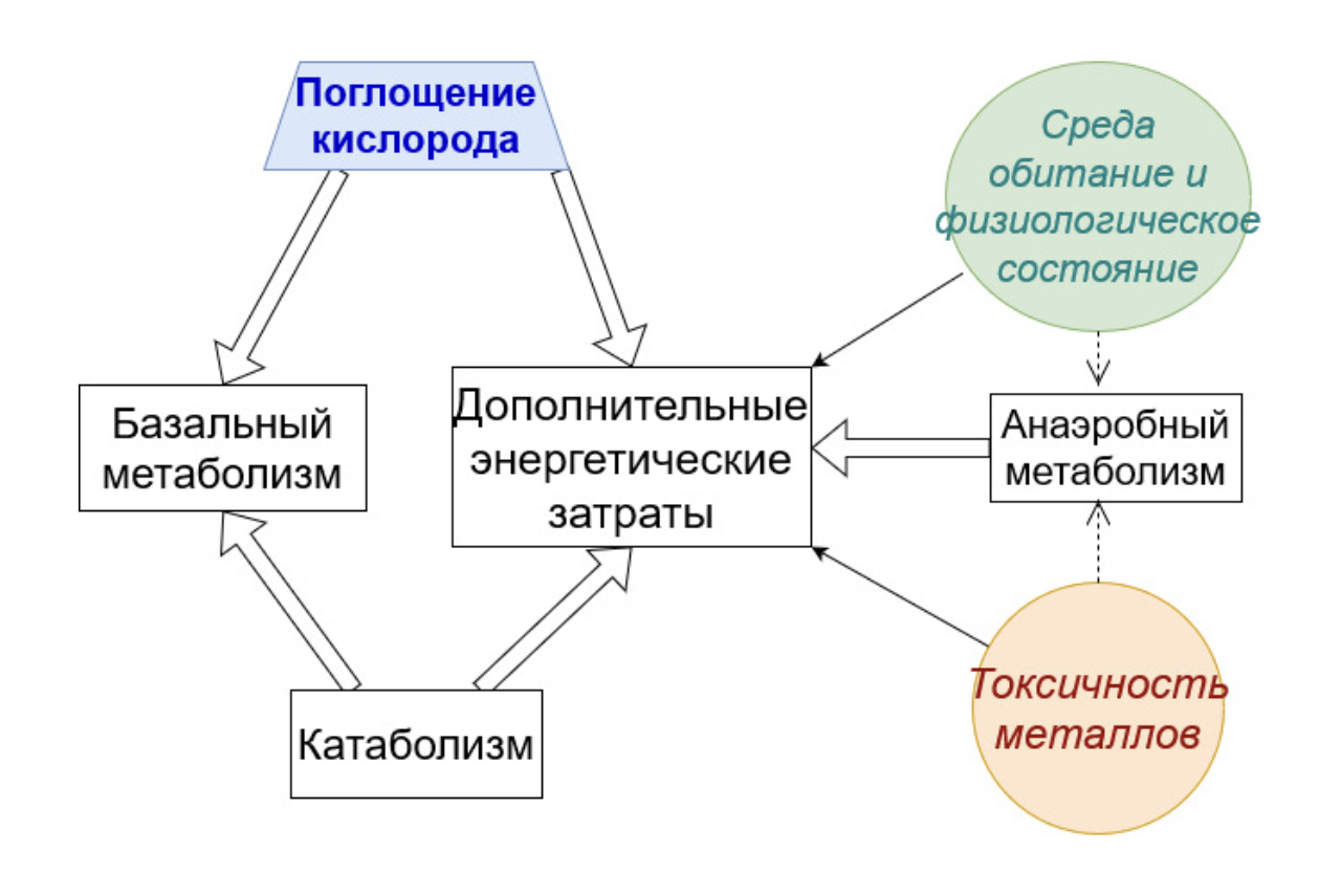 Общая схема потоков энергии и влияющих условий (круги). 