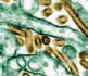 Возбудитель "птичьего" гриппа - вирус H5N1