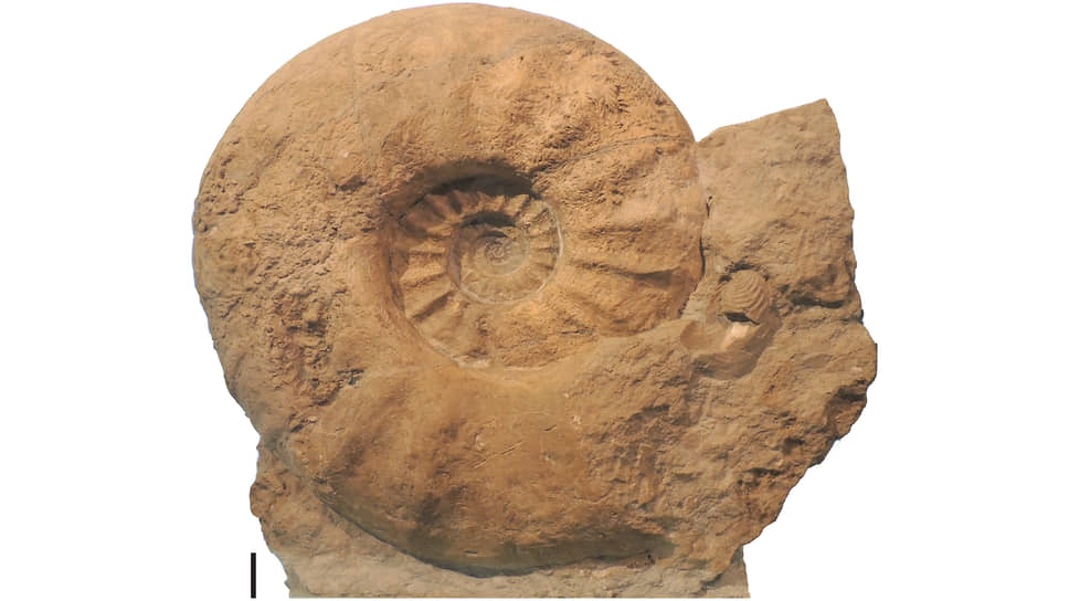 Самый крупный в мире аммонит Parapuzosia seppenradensis