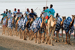 Тренировка на ипподроме для верблюжьих бегов (Camel Race Trak) – часть обычной жизни Эмиратов  