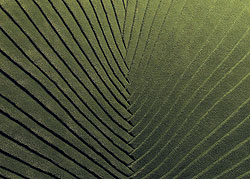 Botanical Heart, Tai Ping для WK Textil (Neuhaus)