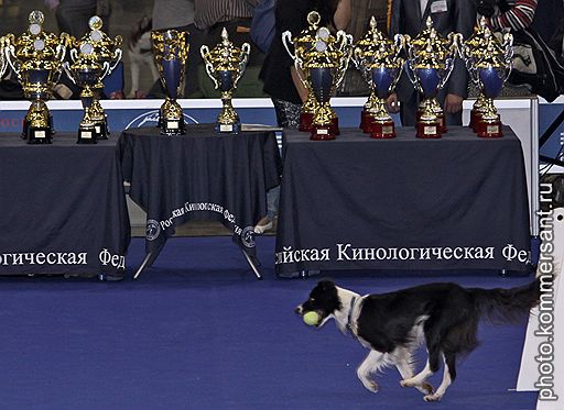 09.10.2011 В Москве 8-9 октября прошла международная выставка собак «Россия 2011», в которой приняли участие более 5 тыс. животных 200 пород. Самой красивой собакой, получившей право участвовать в мировом шоу Eukanuba World Challenge, стал четырехлетний скотч-терьер Рико 