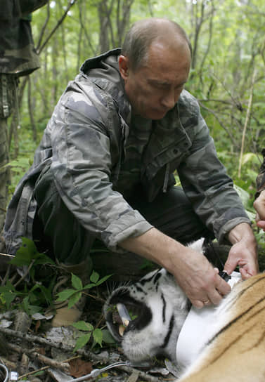 В августе 2008 года в Уссурийском заповеднике господин Путин собственноручно надел спутниковый ошейник на пойманную сотрудниками тигрицу. Через год в сети появились сообщения, что она погибла. Позже пресс-секретарь Дмитрий Песков успокоил общественность: «подопечная» Владимира Путина нашлась вместе с маленьким тигренком