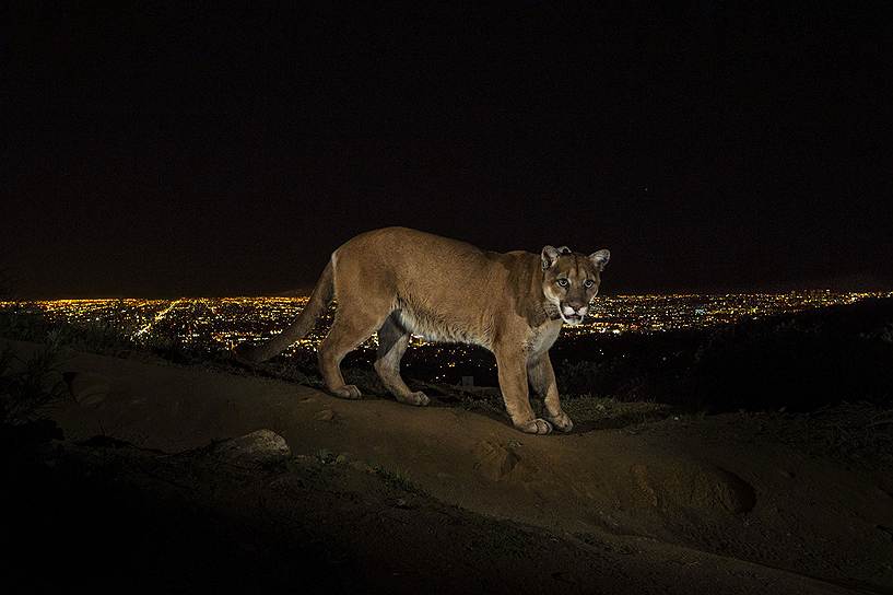 Стив Уинтер (США, National Geographic). Серия фотографий о прогулке по заповеднику Los Angeles' Griffith Park 