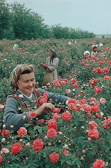 Советская пропаганда с первых дней развертывания, как тогда говорилось, стахановского движения не уставала подчеркивать, что быть передовиком не только почетно, но и очень выгодно  На фото: Крым. Лучшая сборщица зуйского совхоза-завода «Красная роза» Р.Дударь 