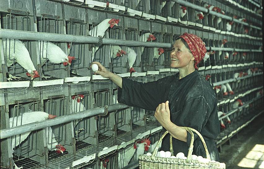 «Стаханов перекрыл существующую техническую норму, кажется, раз в десять или даже больше. Объявить это достижение новой технической нормой для всех работающих на отбойном молотке было бы неразумно. Очевидно, что придется дать норму, проходящую где-либо посередине между существующей технической нормой и нормой, осуществленной товарищем Стахановым»,— говорил Иосиф Сталин  На фото: птичница колхоза «Новый путь» Ф.Савельева 