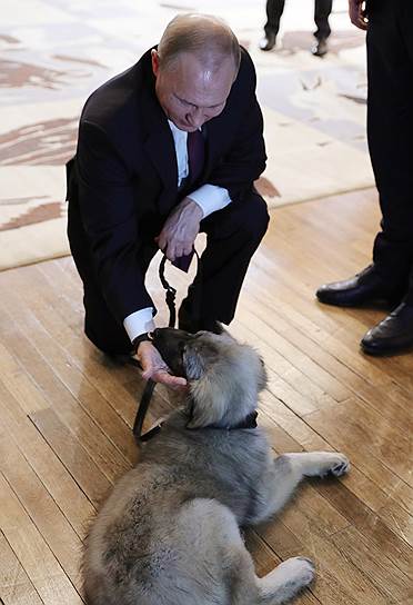 17 января 2019 года президент Сербии Александр Вучич подарил Владимиру Путину щенка югославской овчарки. Президенту России новый питомец — четырехмесячный щенок по кличке Паша — понравился. «Симпатяга!» — сказал глава государства