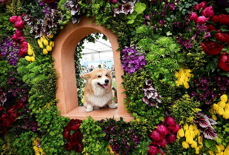 Лондон, Великобритания. Корги на фестивале цветов Chelsea Flower Show