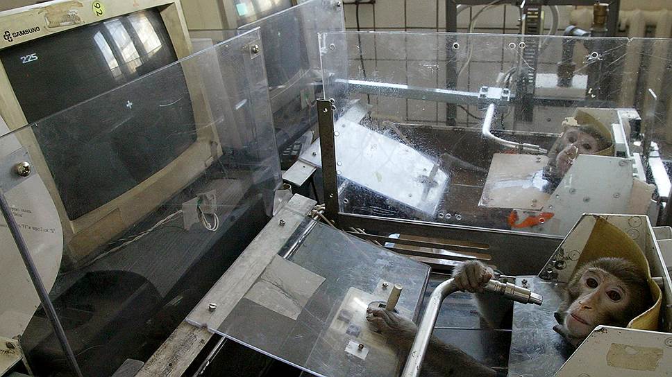 Участие в космических исследованиях еще не так давно были одним из главных направлений работы НИИ приматологии 