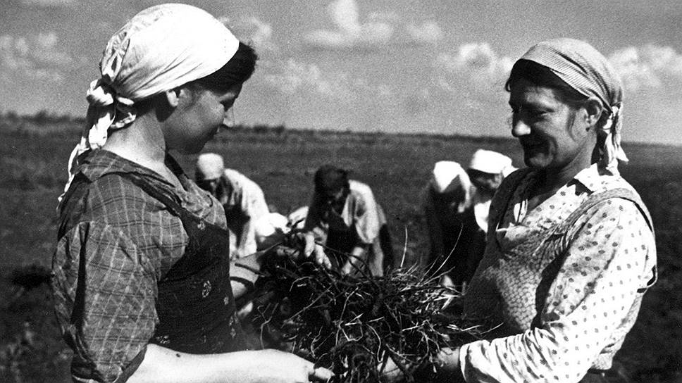 «Народный академик» сделал все, чтобы затормозить работы по созданию крайне необходимого высокоурожайного каучуконоса (на фото — сбор урожая кок-сагыза) 