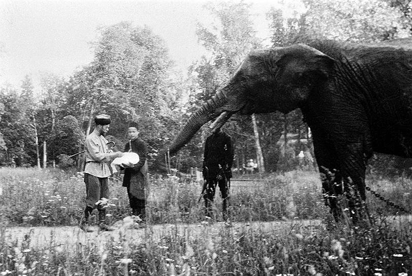 Вся царская семья любила собак и кошек. Любимец был и у цесаревича Алексея — спаниель по кличке Джой. Во дворце он появился только в 1914 году, а имя, которое переводится с английского как «радость», выбрала императрица Александра Федоровна. Пес сопровождал цесаревича во всех поездках, даже морских. Когда же собаку оставляли в Царском Селе, сестры писали Алексею: «Джой очень по тебе скучает»