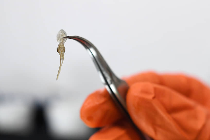 Маленький веслоногий рачок Lepeophtheirus salmonis наносит аквакультуре миллиардные убытки 
