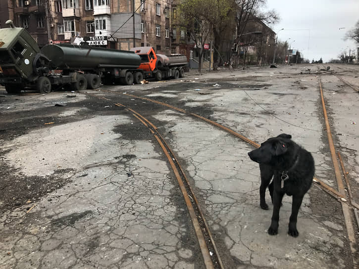 О том, что собакам и котам пришлось пережить, пока они оставались без надзора в селах и городах, на улицах которых велись боевые действия, их хозяева предпочитают не думать. Мариуполь, апрель 2022 года 