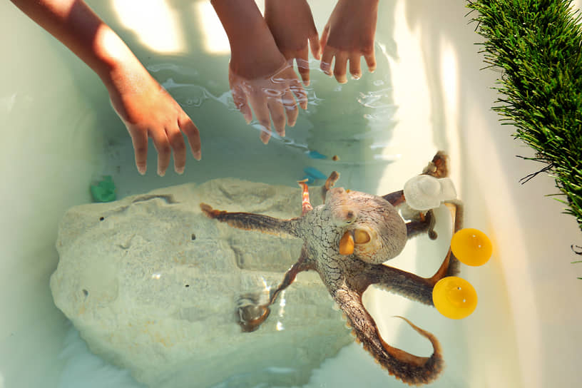 Туристы, посещавшие Kanaloa Octopus Farm, могли вступить с осьминогами в прямой контакт