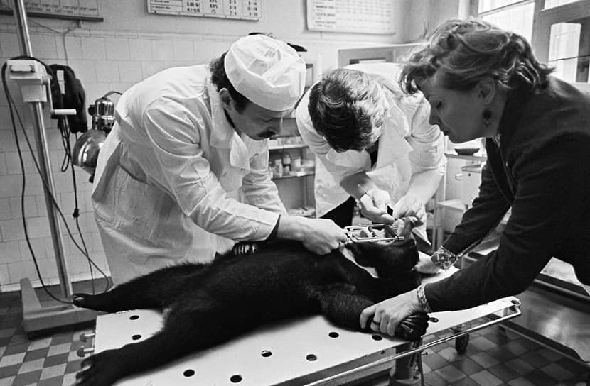 В 1968 году Московский зоопарк официально стал головным зоопарком СССР. Благодаря усилиям его руководителя Игоря Сосновского, установившего дружественные связи со многими зоопарками мира, коллекцию животных удалось не просто вернуть на довоенный уровень, но и существенно увеличить. В учреждении накопился огромный опыт по содержанию животных, проектированию пространства и просветительской работе На фото: сотрудники московского зоопарка лечат зубы малайскому медведю, начало 1980-х