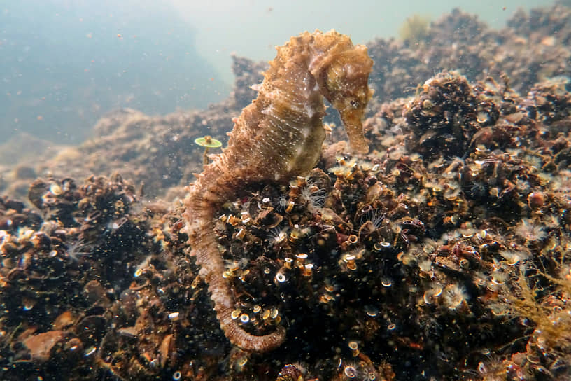 Для сохранения морских коньков в Австралии запущен проект Sydney Seahorse Project
