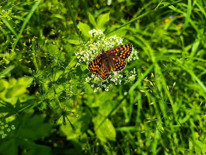 Шашечница Аталия (Melitaea athalia) 