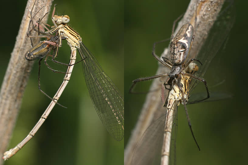 Стрекоза-стрелка (Coenagrionidae) 