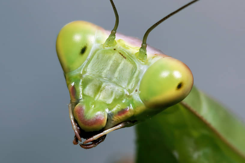 Обыкновенный богомол (Mantis religiosa) 