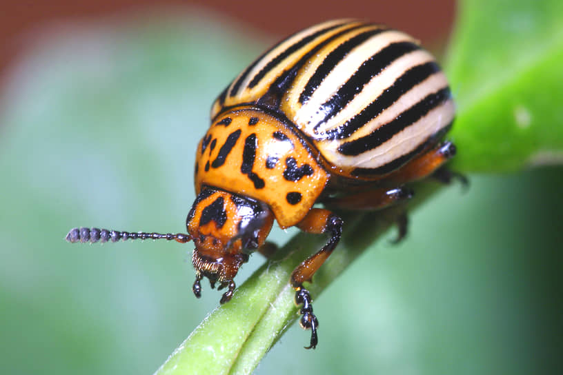 Колорадский картофельный жук (Leptinotarsa decemlineata) 