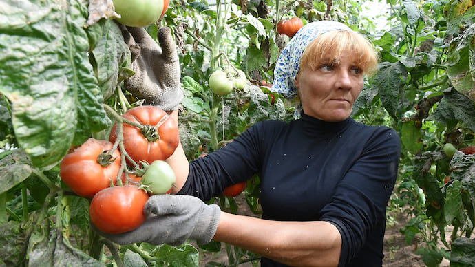 Овощи переходят границы