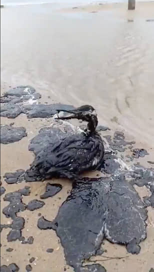 Водоплавающая птица, пострадавшая от загрязнения Черного моря мазутом 