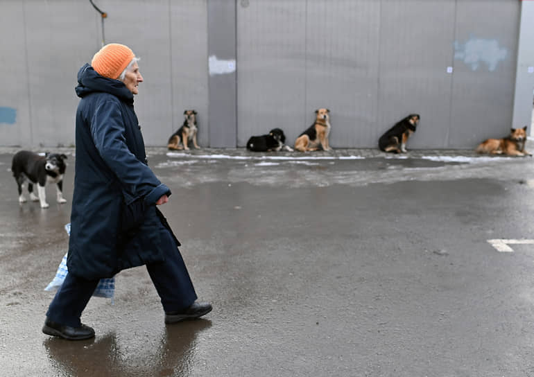 Бездомные собаки на улицах Омска 