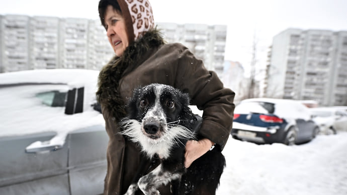 Владельцев животных ждут ошейники и бирки