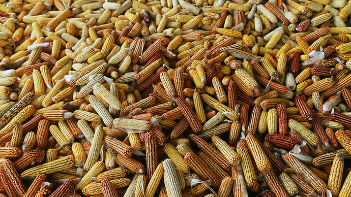 Зерно просыпалось в Азию