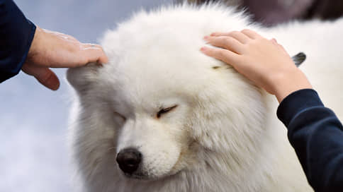 Россияне будут в ответе за тех, кого развели // В Госдуме поддержали ужесточение госконтроля за домашними животными