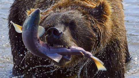 Охотникам на медведей выписывают новые штрафы