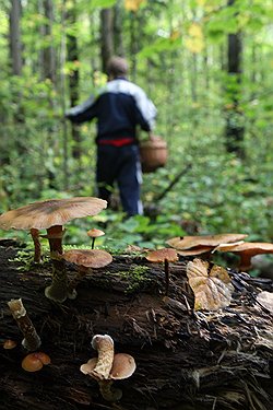 Лазейки в Лесном кодексе: можно арендовать лес на 49 лет для рекреационной зоны и под ее видом построить коттеджи