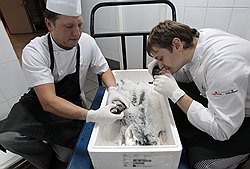 Рыбные рестораны для «мясной» по менталитету России — редкость 
