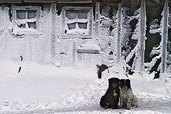 Уже в самом начале зимнего сезона-2010/11 москвичи вспомнили, что такое настоящий собачий холод 