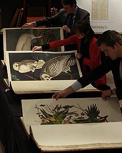 Четырехтомник «Птицы Америки» уже не первый раз продан по рекордной цене 