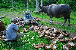 От смены тропического леса пальмами кто-то оказывается в выигрыше