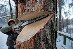 Погибшие деревья арбористы без сожаления спиливают, чтобы на их месте посадить новые