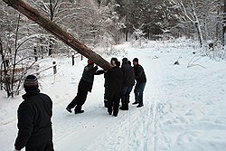 Необходимые профилактические работы в лесных массивах — удаление сухостоя