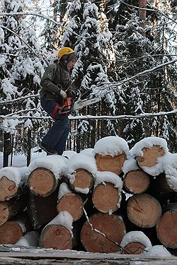 В этом году для расширения просек под линии электропередачи будет вырублено 65 тыс. га леса