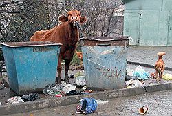Подмосковные депутаты хотят обязать сельских жителей заниматься уборкой мусора, но те вряд ли справятся сами