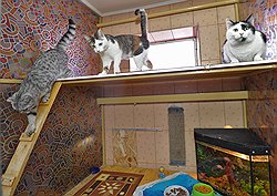 Оставляя в зоогостинице нескольких кошек, можно не беспокоиться, что звери будут скучать друг по другу: их поселят в один номер