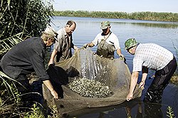 На зарыблении водоемов можно отмыть большие деньги: сколько малька выпустили в озеро, проверить непросто