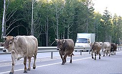 На просторах бывшего Подмосковья московская элита потеснит крупный рогатый скот и дачников 